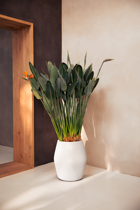 june split high 46cm leinenweiß